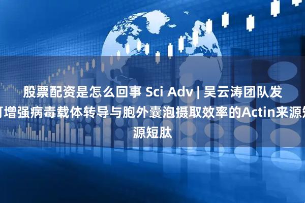股票配资是怎么回事 Sci Adv | 吴云涛团队发现可增强病毒载体转导与胞外囊泡摄取效率的Actin来源短肽